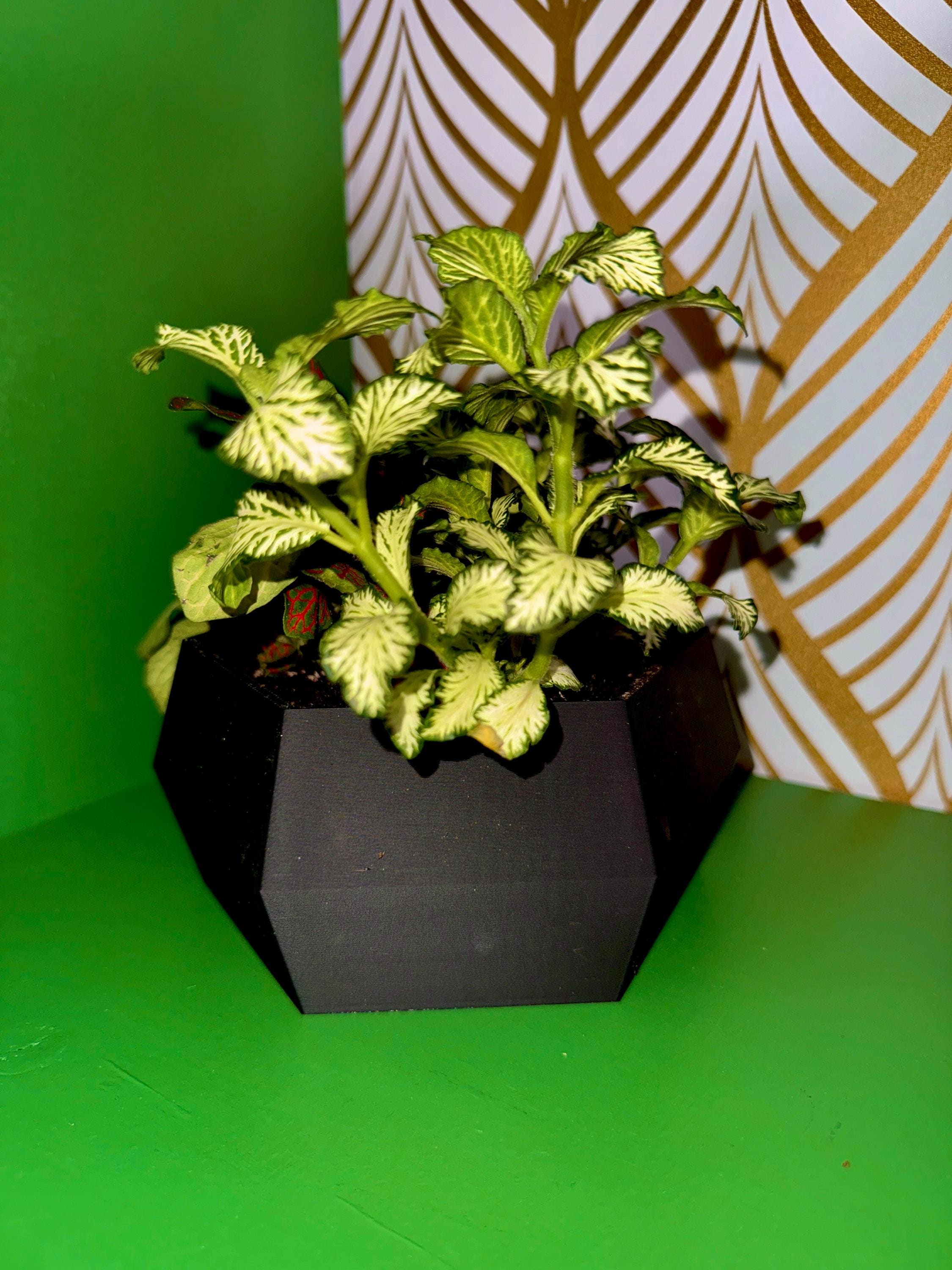 3D Printed Hexagon Succulent Planter: Modern Geometric Pot