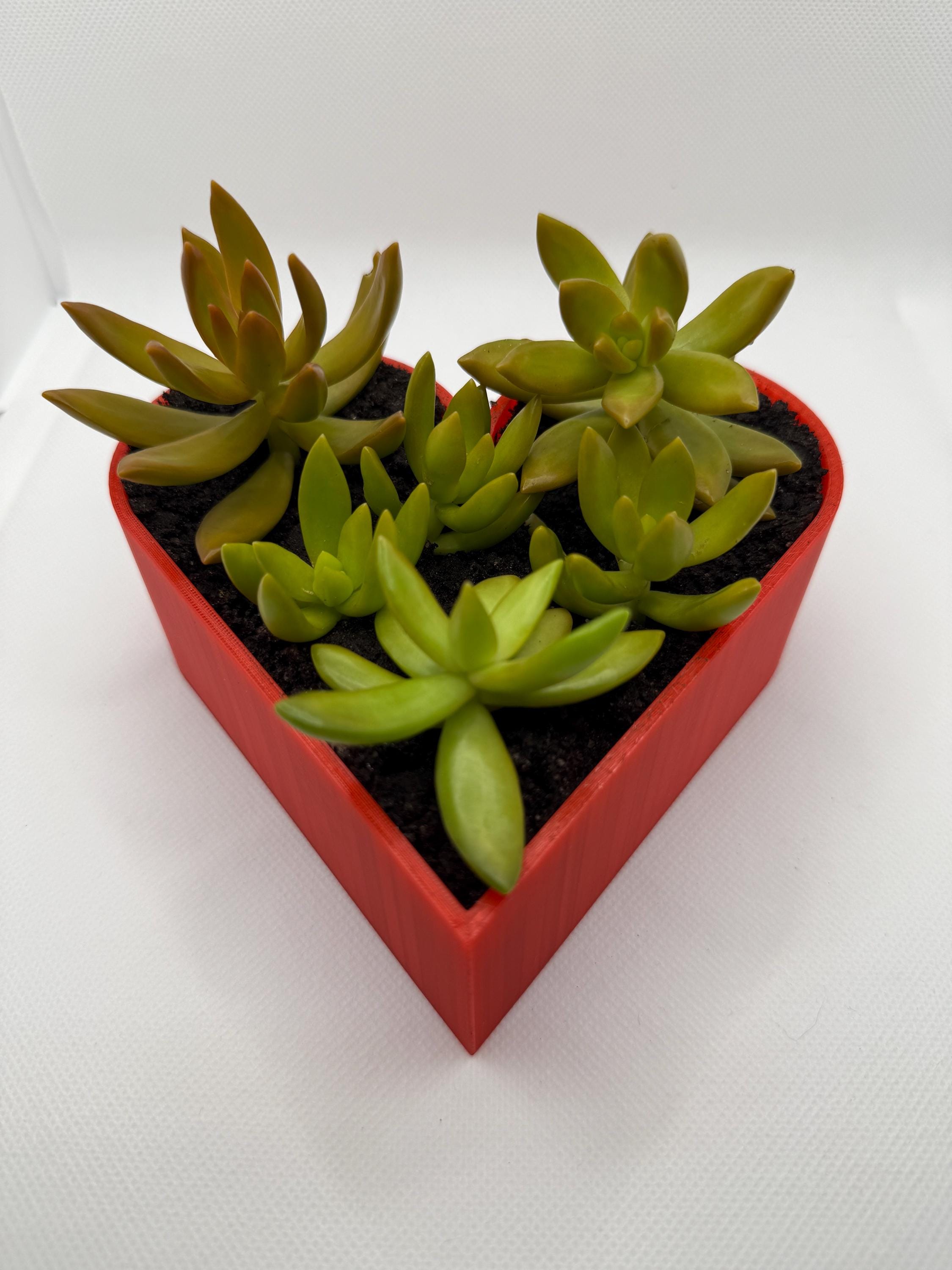 Heart Succulent Planter: 3D Printed Desk Decor, Eco-Friendly PLA