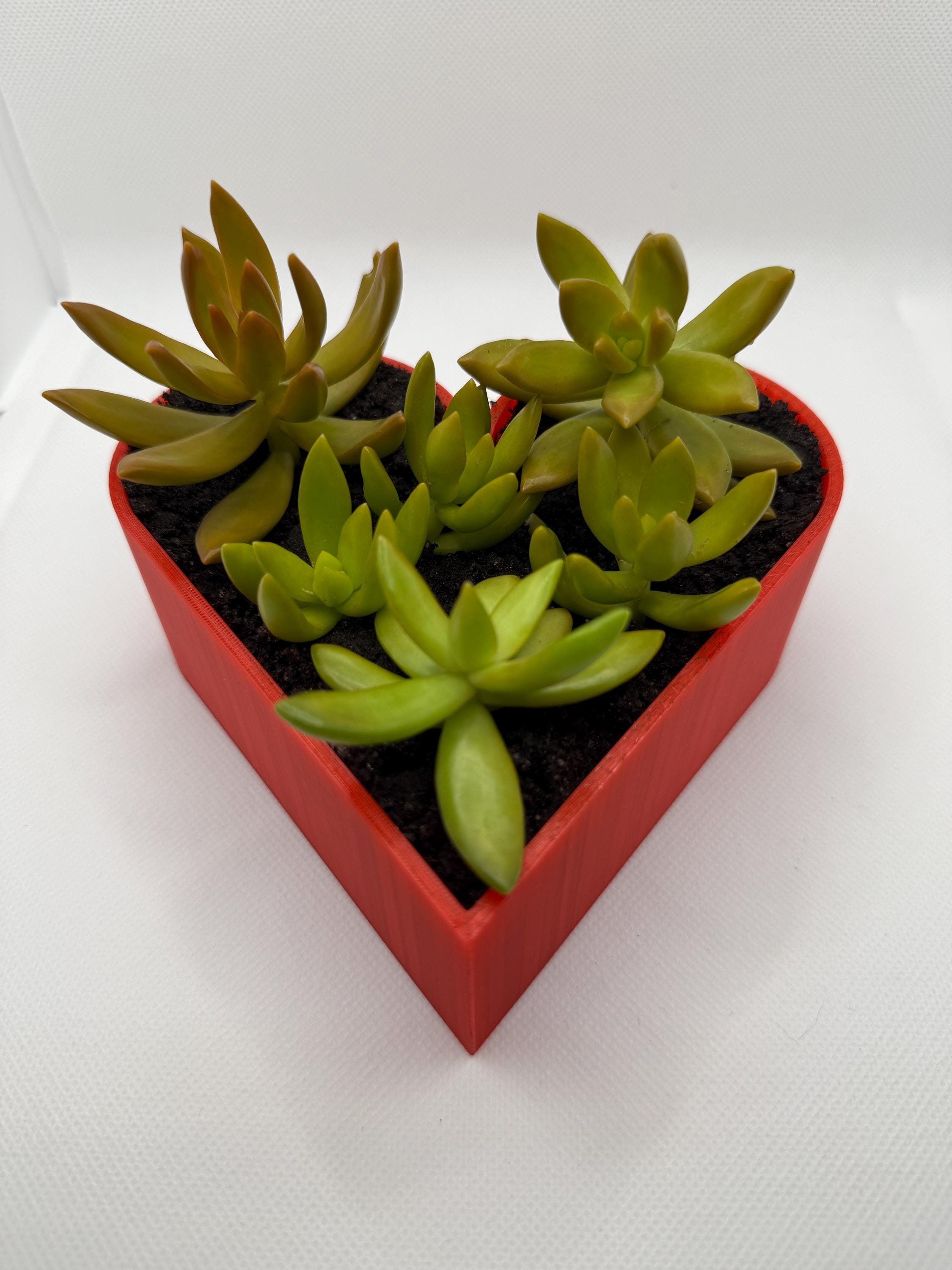 Heart Succulent Planter: 3D Printed Desk Decor, Eco-Friendly PLA