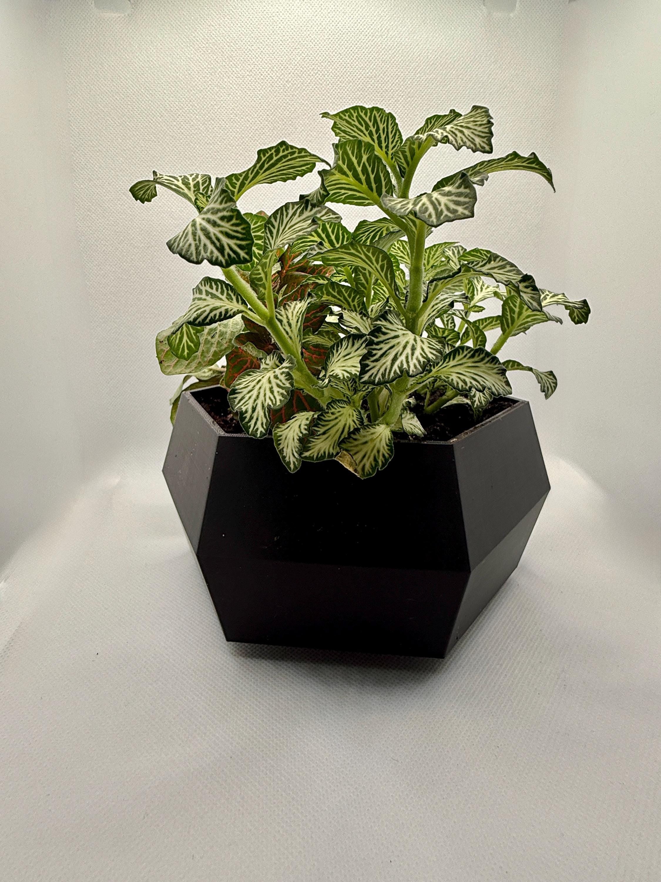 3D Printed Hexagon Succulent Planter: Modern Geometric Pot